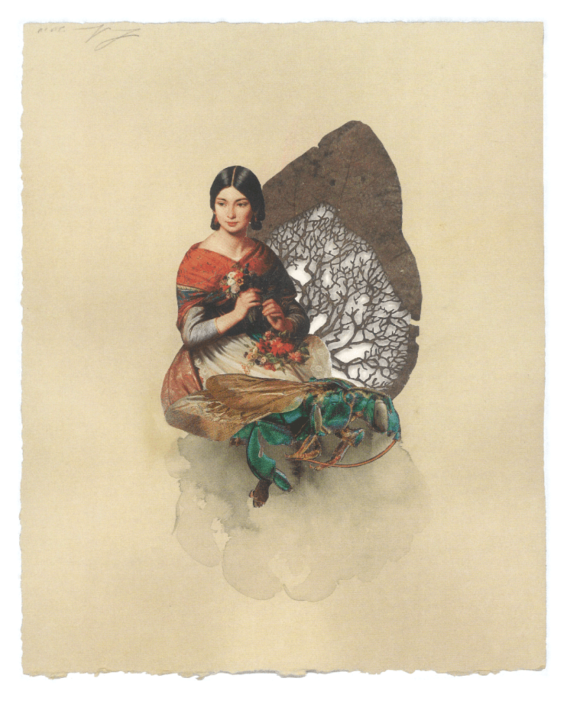 Orchideen-Kuckucks-Fliege