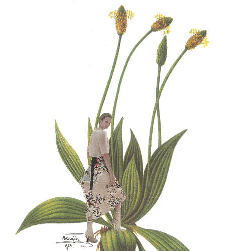 plantago_thumb
