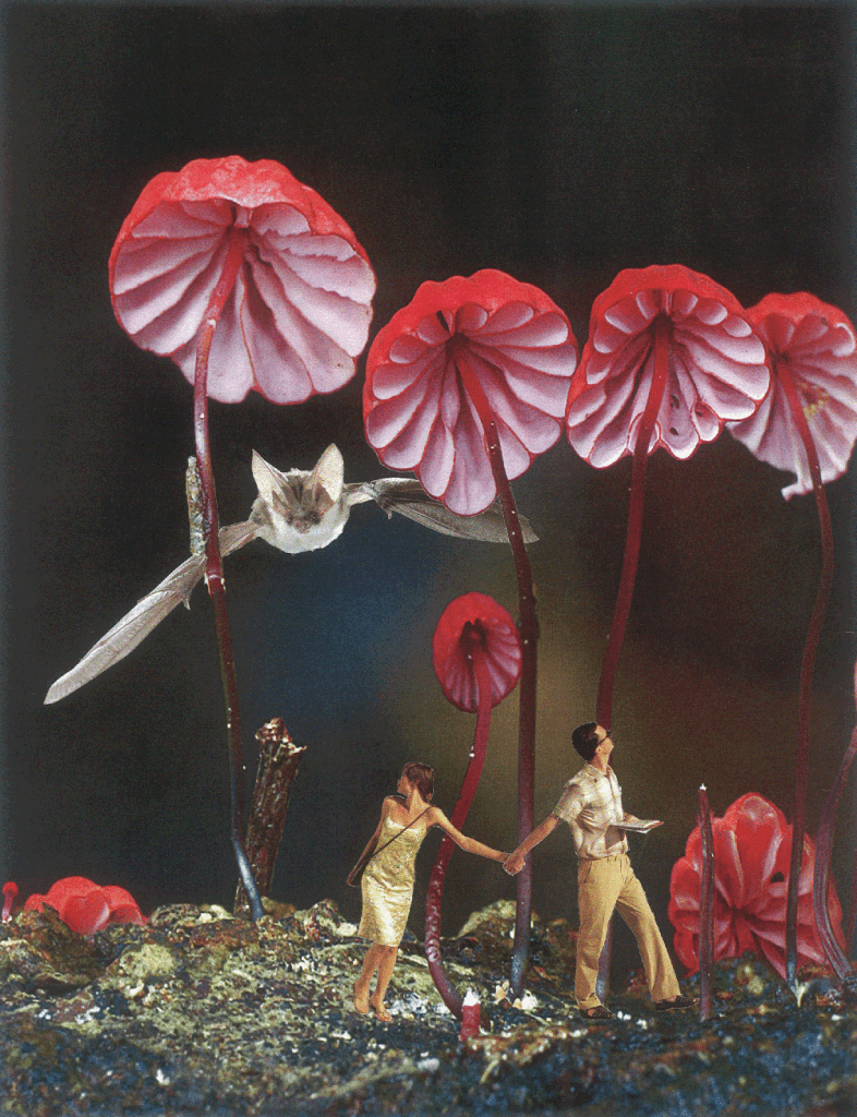 verrueckteschwammerl