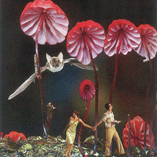 verrueckteschwammerl_thumb