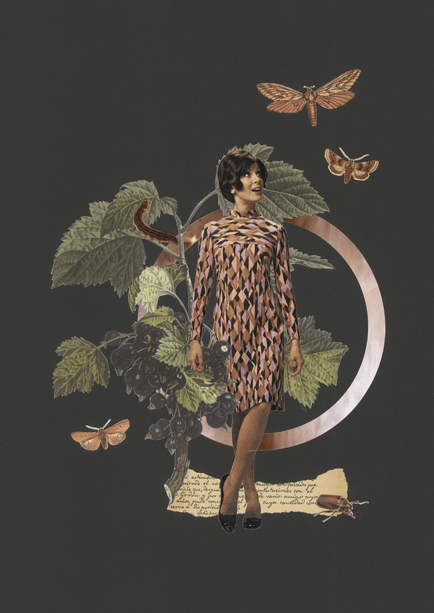 09-Obstsaison-Schwarze-Ribisel