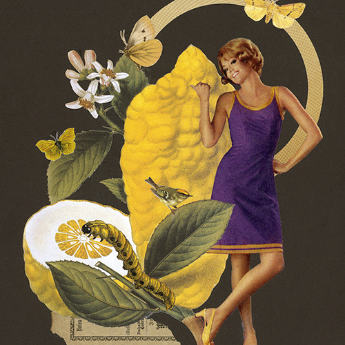 1-Obstsaison-Zitrone