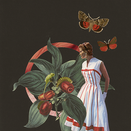 11-Obstsaison-Kornellkirsche