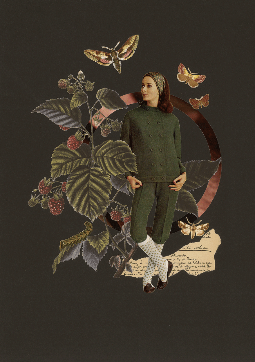 3-Obstsaison-Himbeere