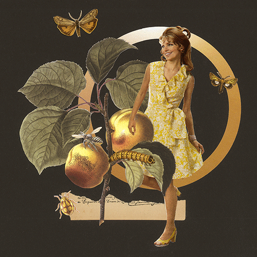 4-Obstsaison-Marille