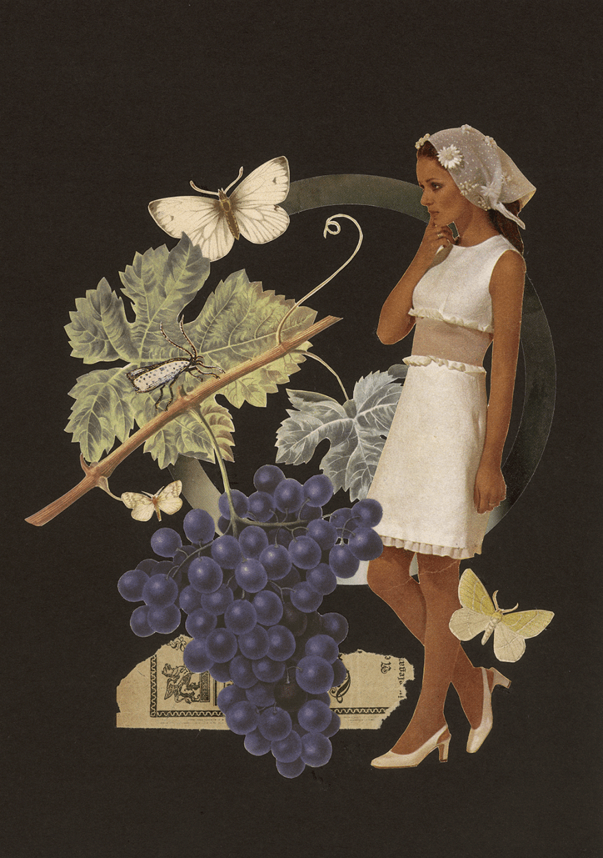 8-Obstsaison-Weintraube