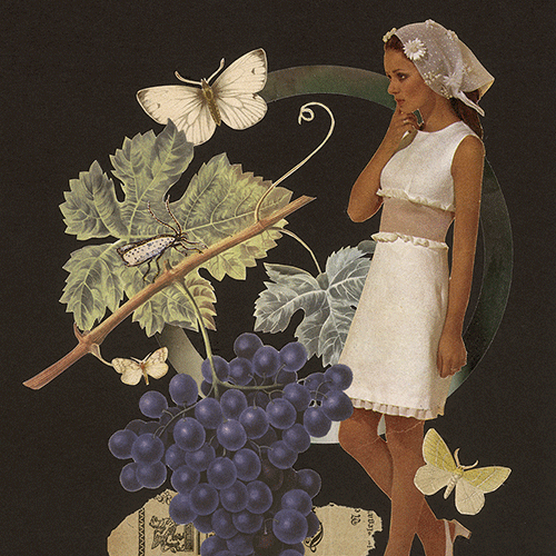 8-Obstsaison-Weintraube